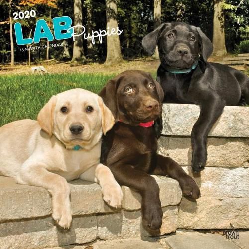 Labrador Retriever Puppies 2020 Square Wall Calendar