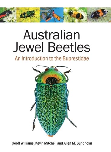 Cover image for Australian Jewel Beetles