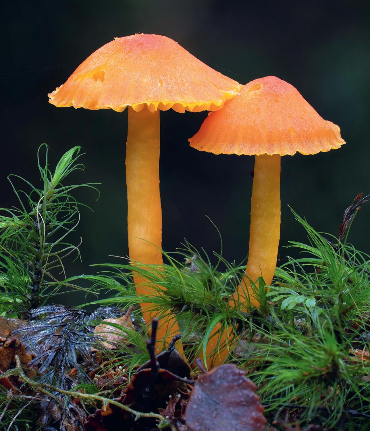 Planet Fungi