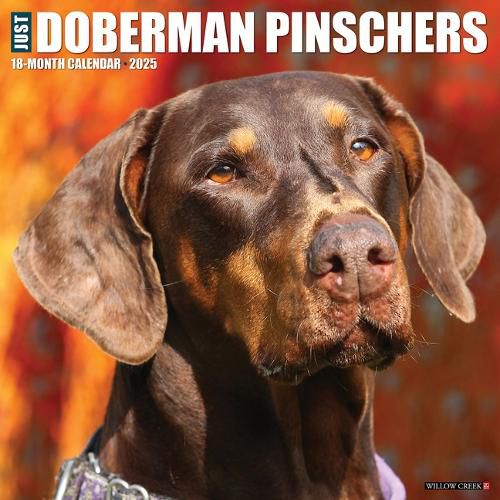 Cover image for Doberman Pinschers 2026 12 X 12 Wall Calendar