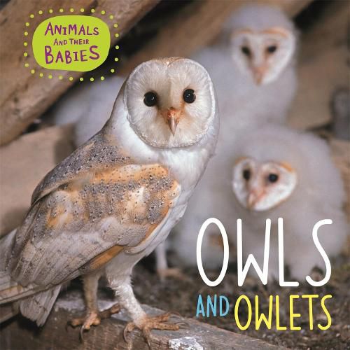 Cover image for Animals and their Babies: Owls & Owlets