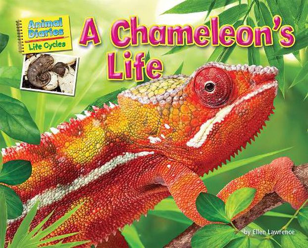 Cover image for A Chameleon's Life