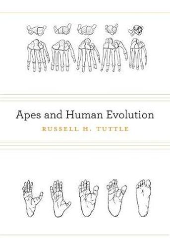 Cover image for Apes and Human Evolution