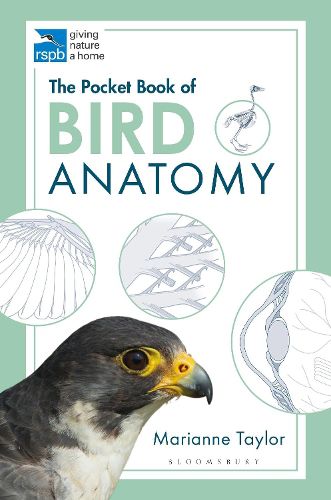 Cover image for The Pocket Book of Bird Anatomy