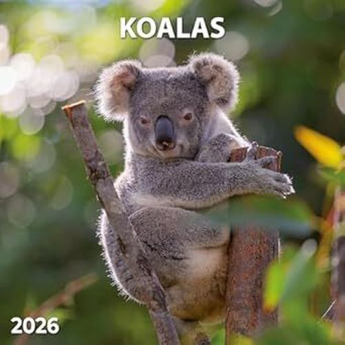 Cover image for Koalas 30x30 Calendar 2026