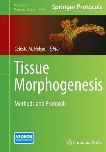 Cover image for Tissue Morphogenesis: Methods and Protocols