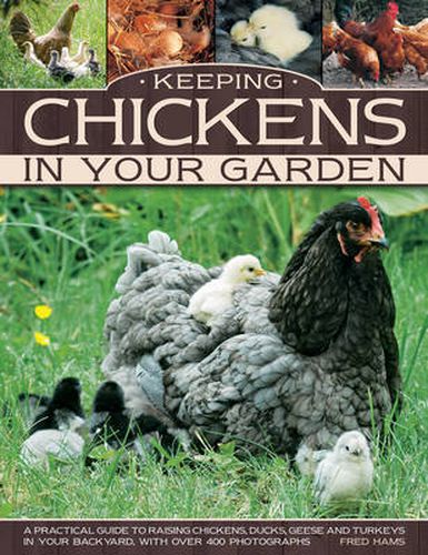 Cover image for Keeping Chickens in Your Garden