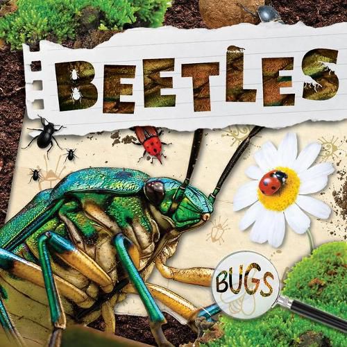 Cover image for Beetles