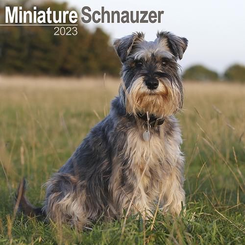 Cover image for Schnauzer Miniature 2023 Wall Calendar
