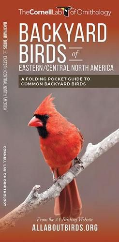 Cover image for Backyard Birds of Eastern/Central North America: A Folding Pocket Guide to Common Backyard Birds