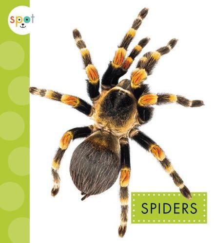 Cover image for Spiders