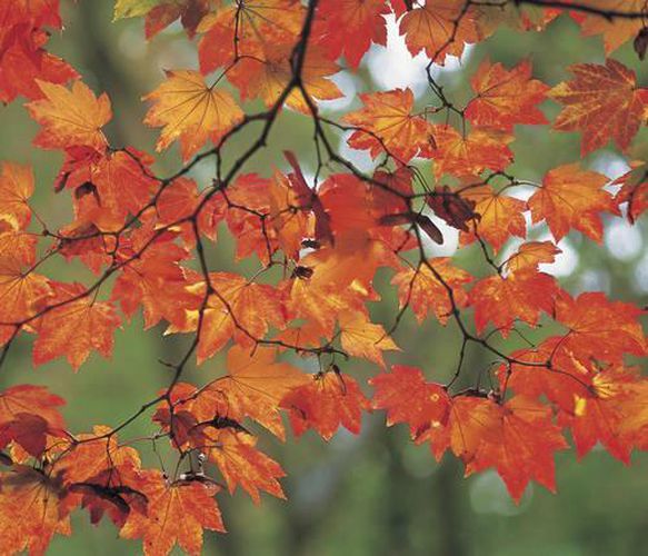 Cover image for Memo Block: Autumn Leaf