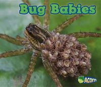 Cover image for Bug Babies (Animal Babies)