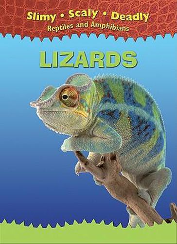 Cover image for Lizards