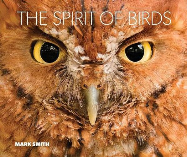 Cover image for The Spirit of Birds