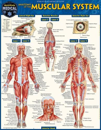 Cover image for Anatomy of the Muscular System