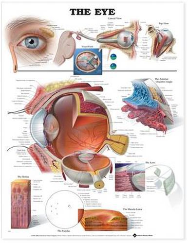 Cover image for The Eye Anatomical Chart