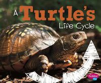 Cover image for A Turtles Life Cycle (Explore Life Cycles)