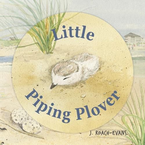 Cover image for Little Piping Plover