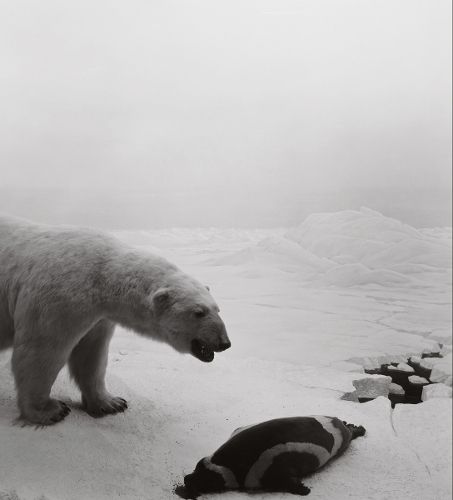 Cover image for Hiroshi Sugimoto: Dioramas