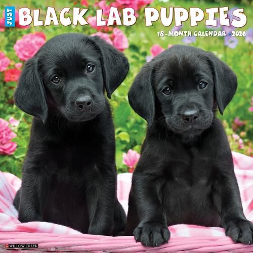 Cover image for Black Lab Puppies 2026 12 X 12 Wall Calendar