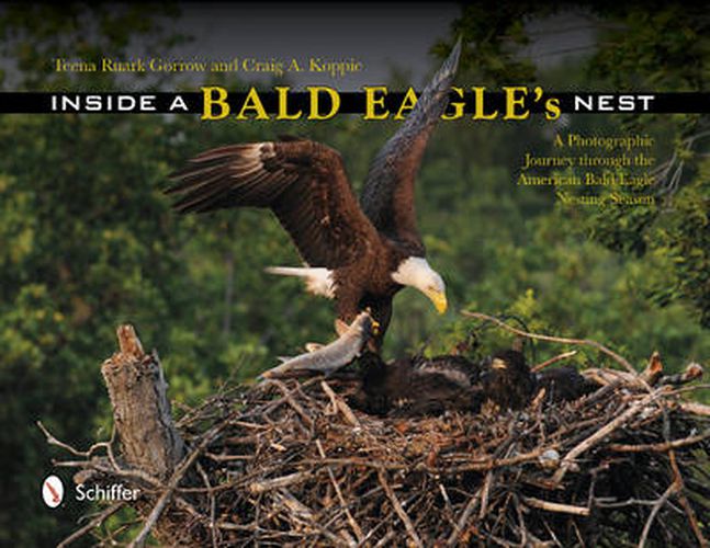 Cover image for Inside a Bald Eagle's Nest: A Photographic Journey through the American Bald Eagle Nesting Season