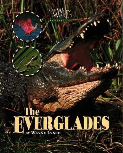 Cover image for Everglades