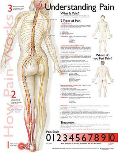 Cover image for Understanding Pain Anatomical Chart