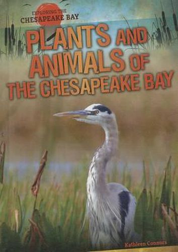 Cover image for Plants and Animals of the Chesapeake Bay