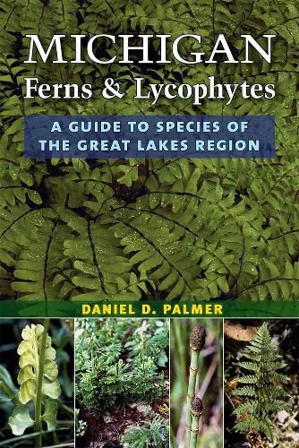 Cover image for Michigan Ferns and Lycophytes: A Guide to Species of the Great Lakes Region