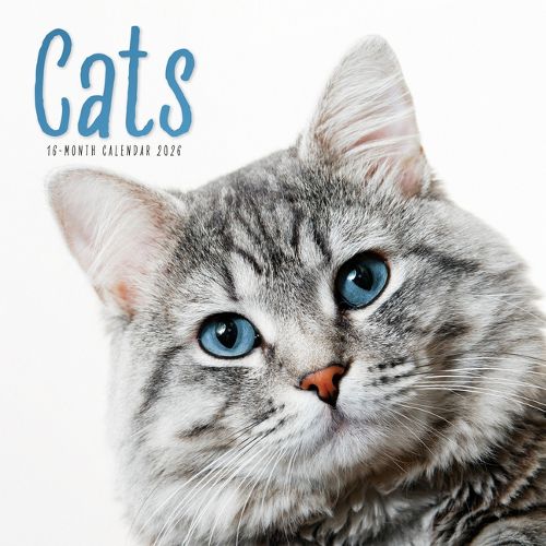 Cover image for 2026 Cats Wall Calendar