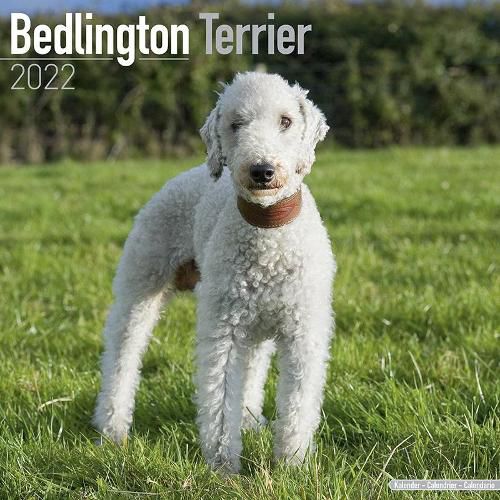 Cover image for Bedlington Terrier 2022 Wall Calendar