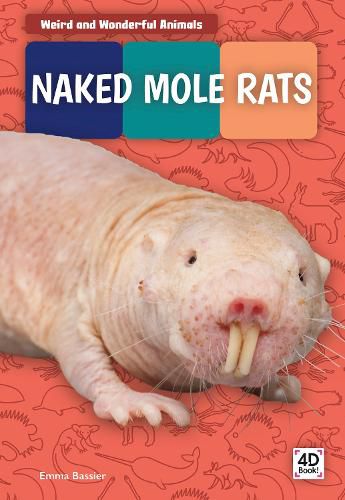 Weird and Wonderful Animals: Naked Mole Rats