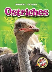 Cover image for Ostriches