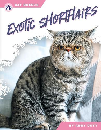 Cover image for Exotic Shorthairs