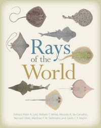 Cover image for Rays of the World