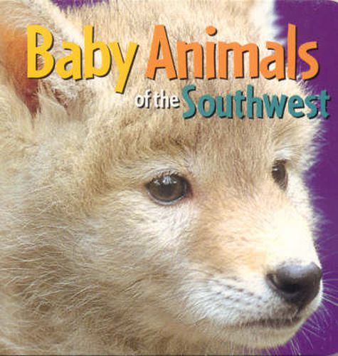 Cover image for Baby Animals of the Southwest