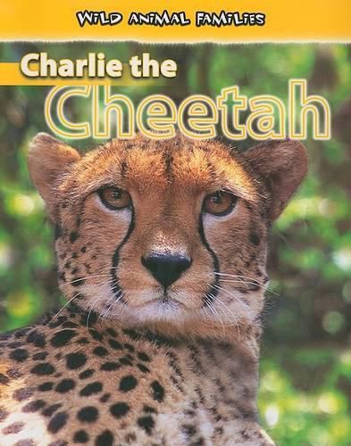 Cover image for Charlie the Cheetah