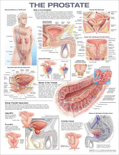 Cover image for The Prostate Anatomical Chart