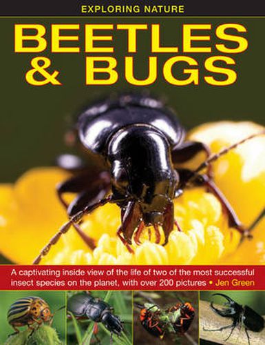 Cover image for Exploring Nature: Beetles & Bugs