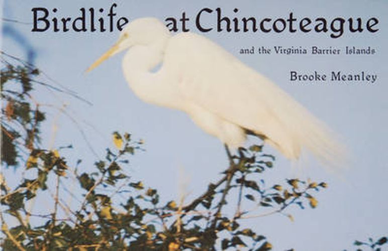 Cover image for Birdlife at Chincoteague and the Virginia Barrier Islands