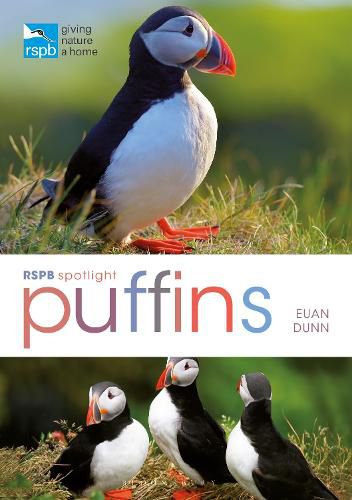 Cover image for RSPB Spotlight: Puffins