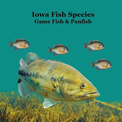 Cover image for Iowa Game Fish and Panfish Species Kids Book