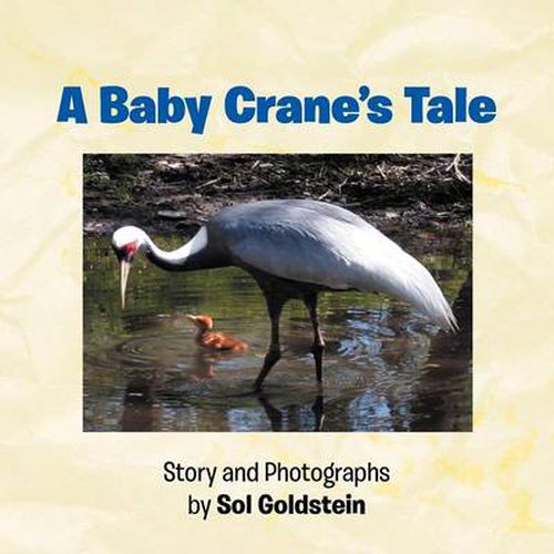 Cover image for A Baby Crane's Tale