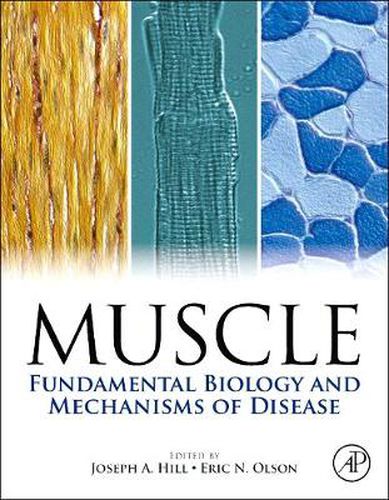 Muscle: Fundamental Biology and Mechanisms of Disease