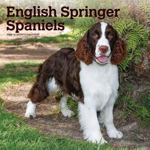 English Springer Spaniels 2020 Square