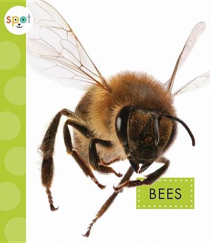 Cover image for Bees