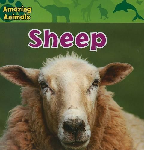 Cover image for Sheep