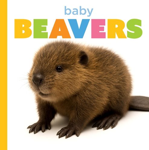 Cover image for Baby Beavers
