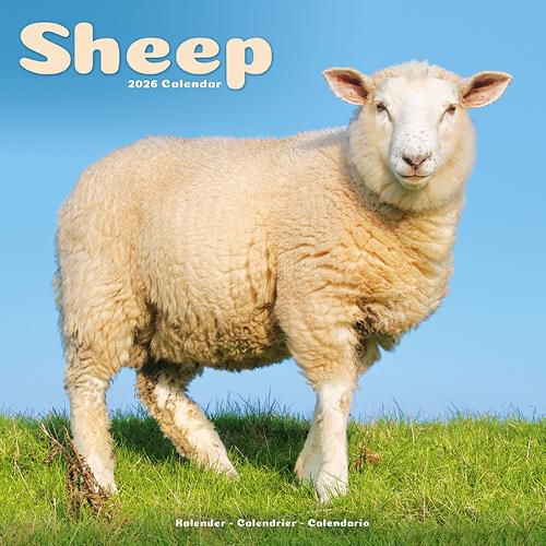 Cover image for Sheep Calendar 2026 Square Farm Animal Wall Calendar - 16 Month